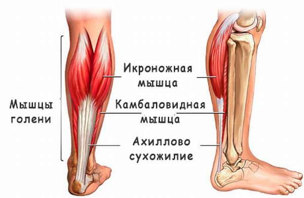 Анатомия икроножной мышцы картинки