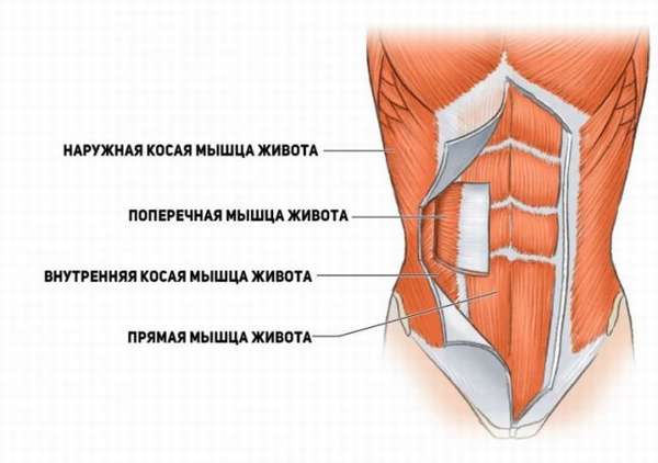 Как убрать живот и Накачать пресс